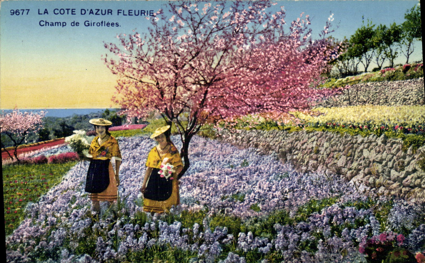 Vintage Postcard Dimensions Azure Field of Gillyflowers