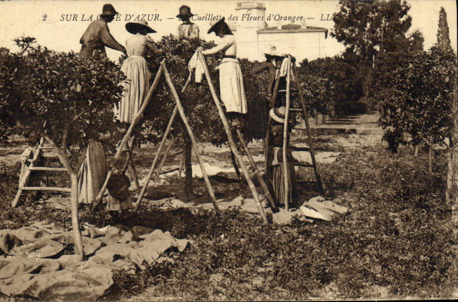 Vintage Postcard Dimensions Azure Gathering of the flowers of orange trees