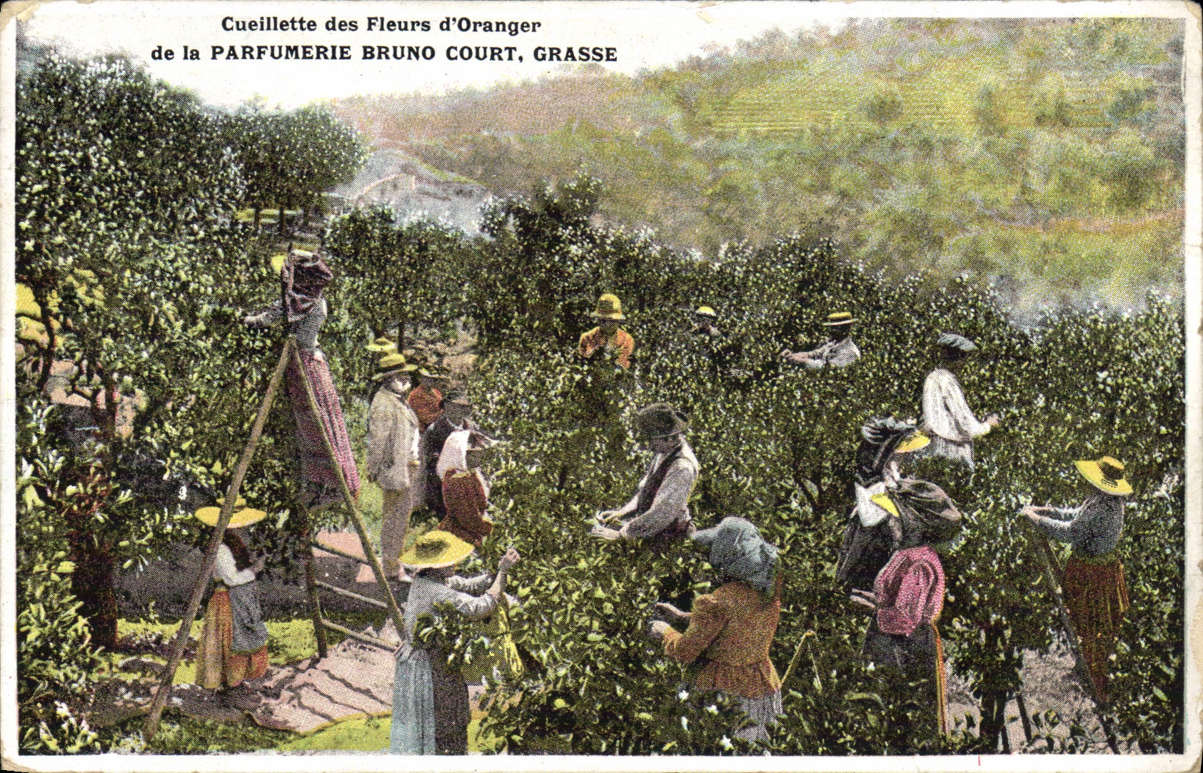 Vintage Postcard Gathering of the flowers of orange trees Fatty Perfumery Bruno Court