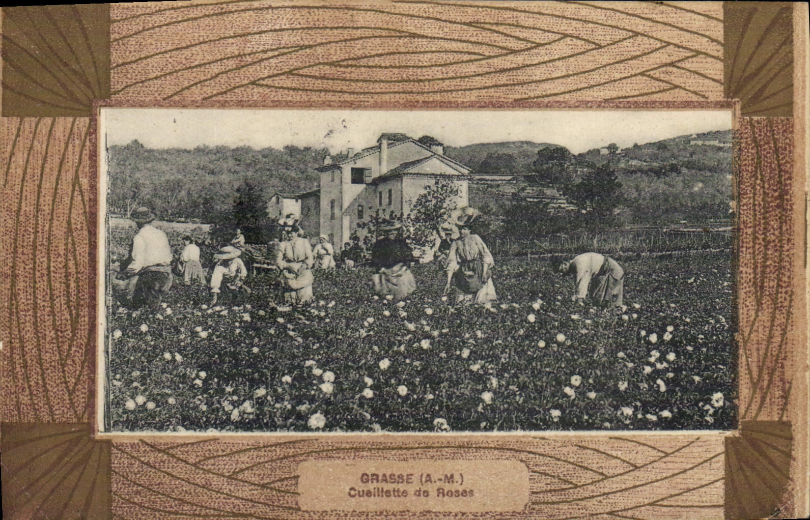 CPA Grasse Cueillette de roses 