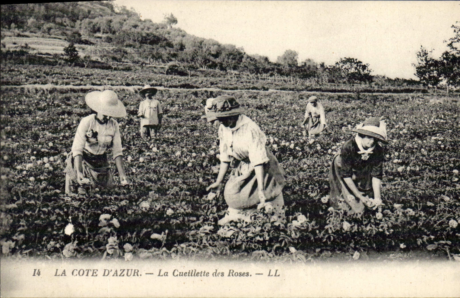 CPA Cote d'Azur La cueillette des roses 