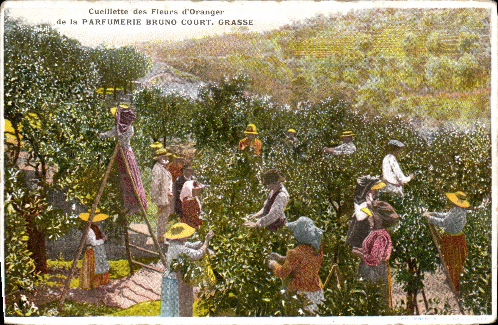 Vintage Postcard Dimensions Azure the gathering of the flowers of orange trees Fatty Parfumerie Bruno Court