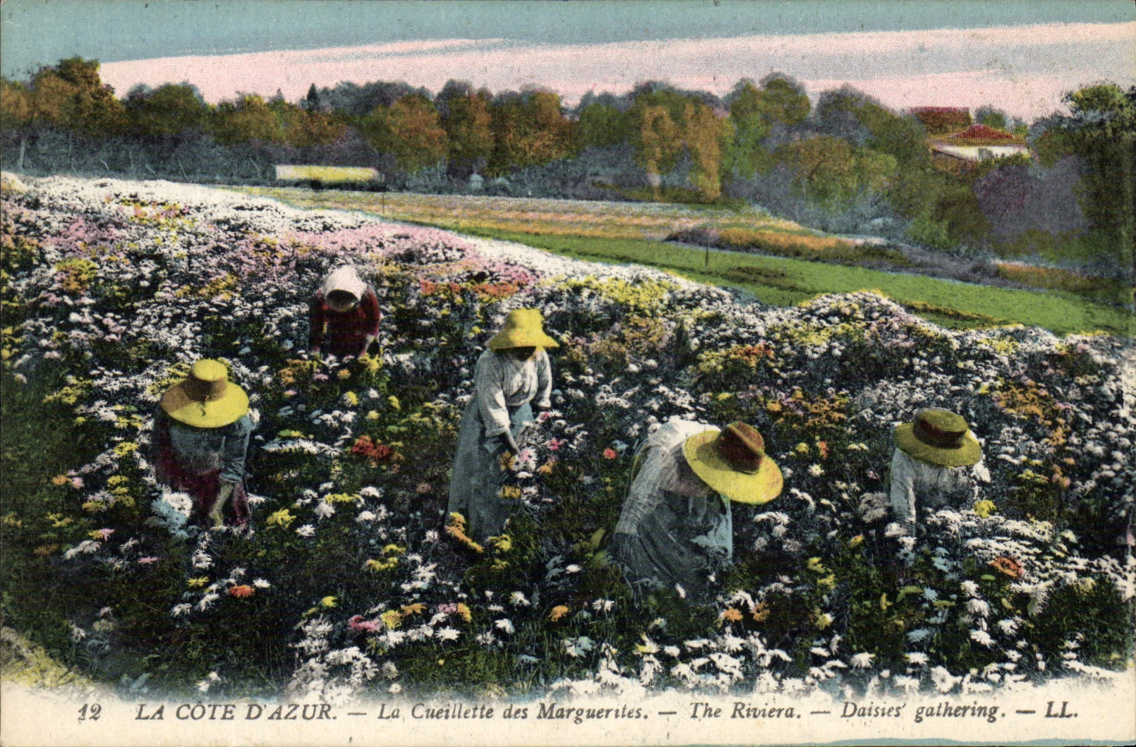Vintage Postcard Dimensions Azure the gathering of the daisies