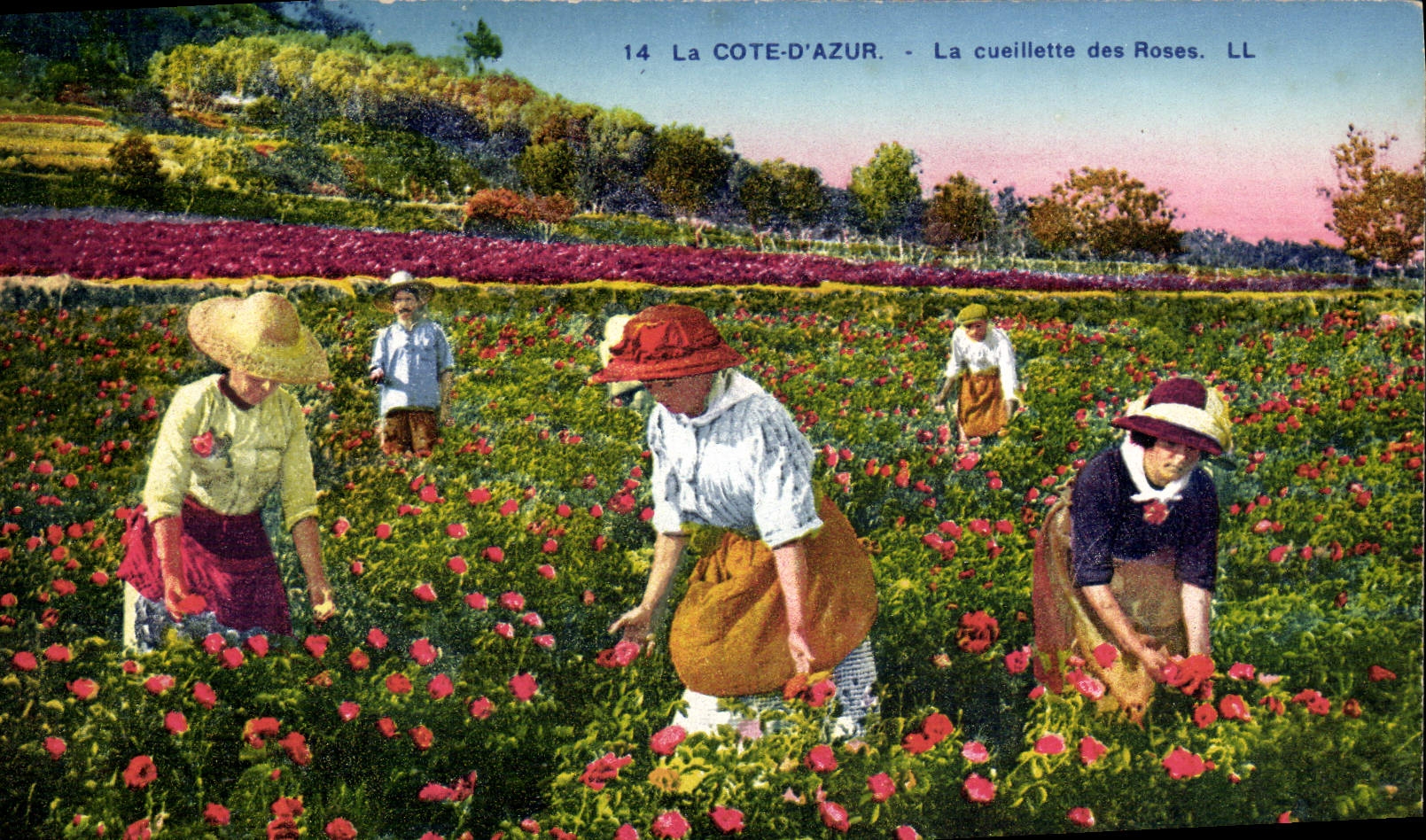 CPA Cote d'Azur La cueillette des roses 