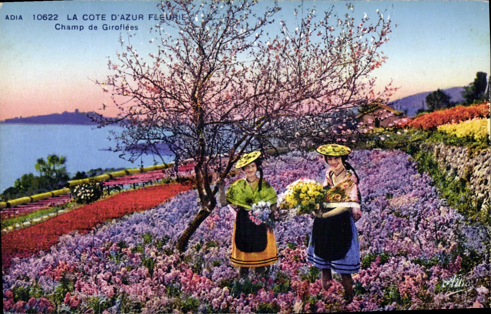 CPA Cote d'Azur Champ de giroflees 