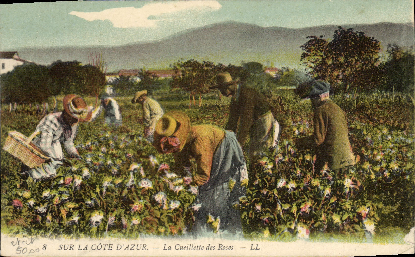 CPA Cote d'Azur la cueillette des roses 