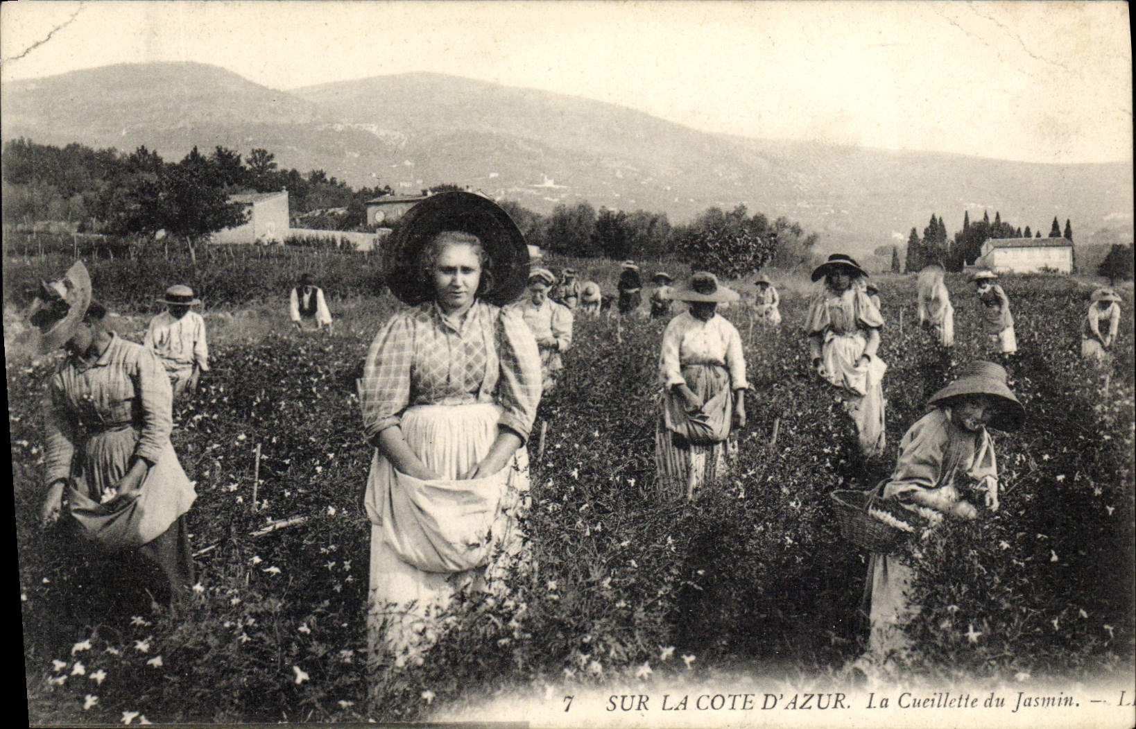 CPA Cote d'Azur La cueillette du jasmin 