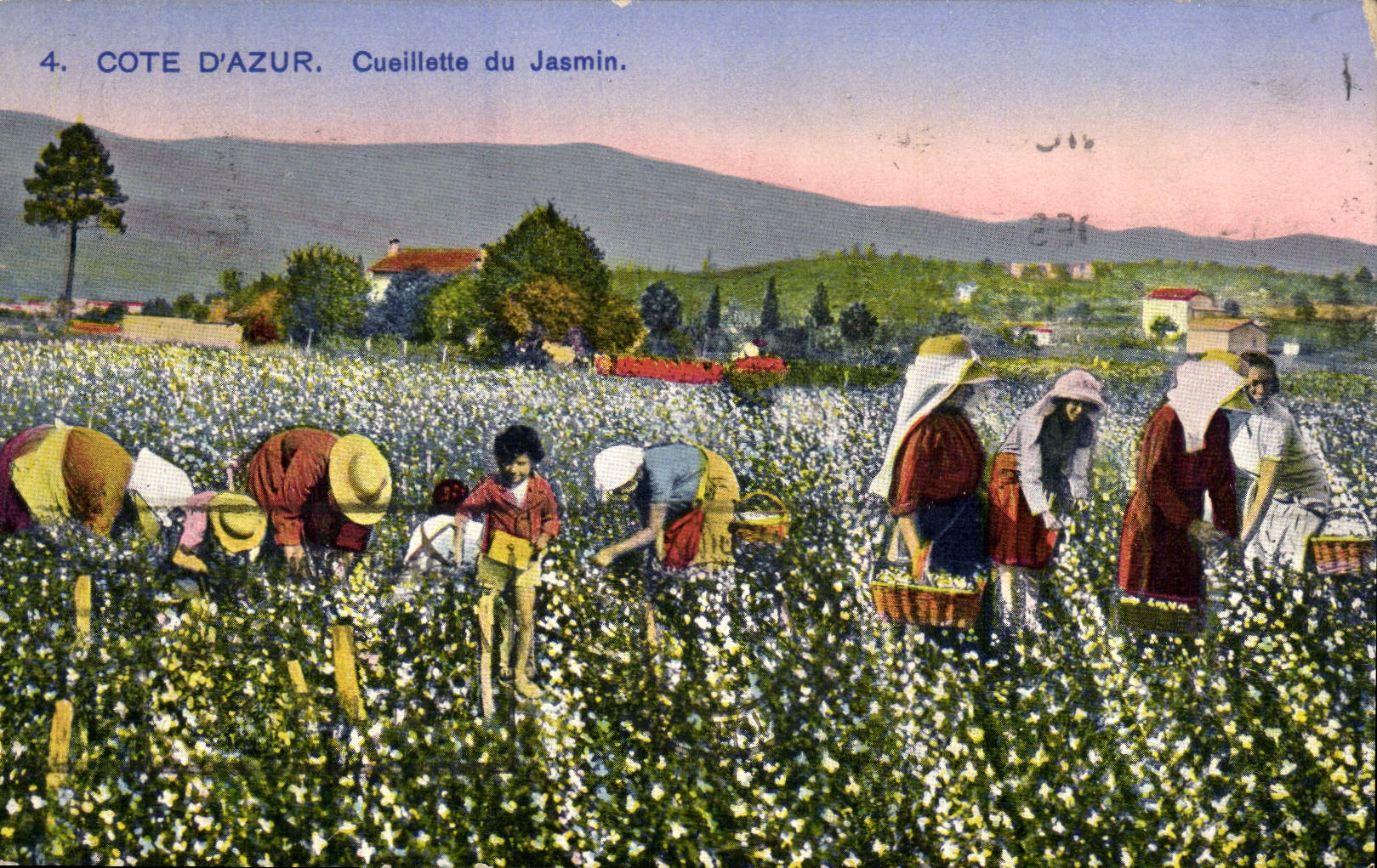 Vintage Postcard Dimensions Azure Gathering of the jasmine