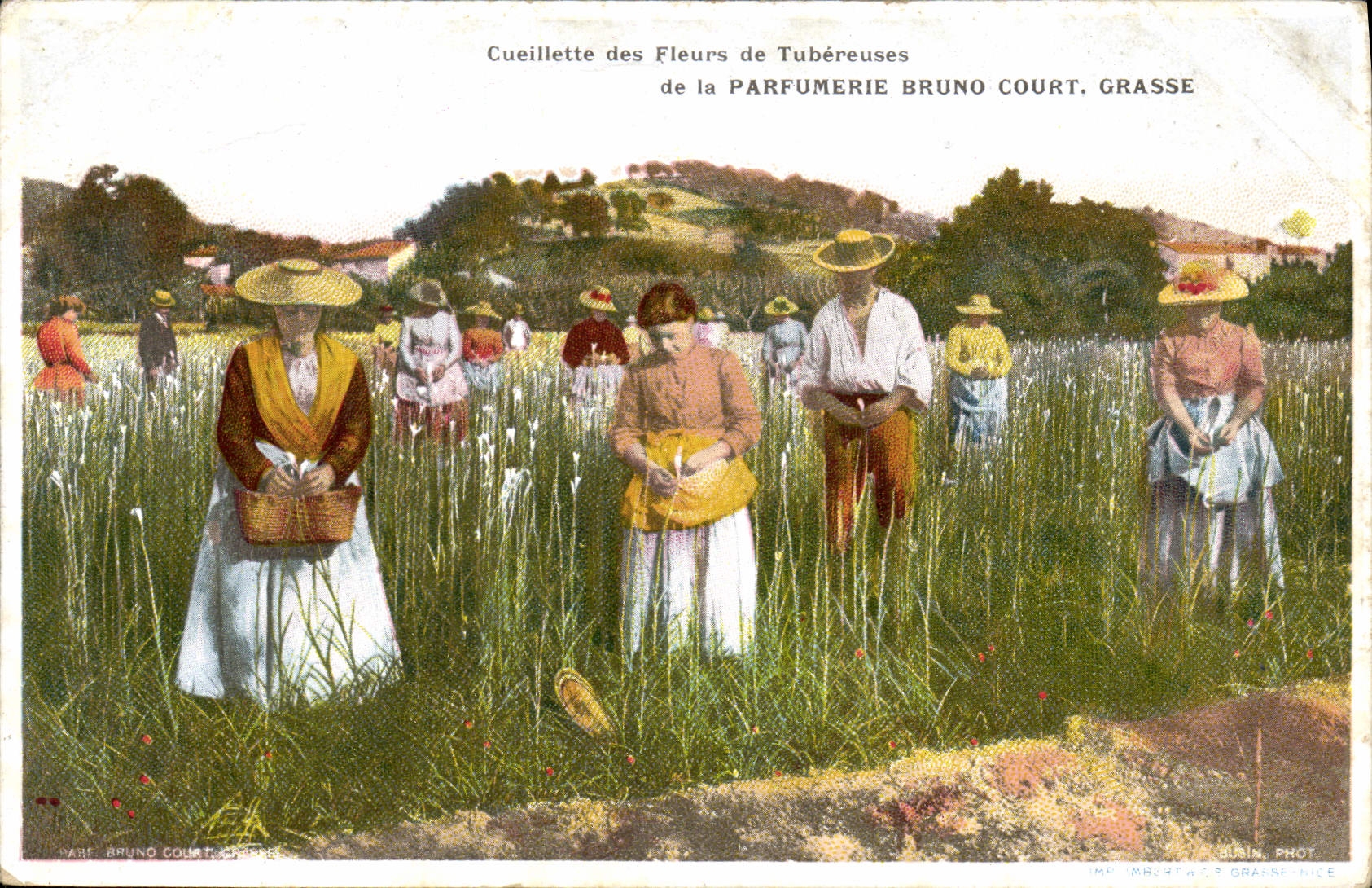 CPA Cueillette des fleurs de tubereuses de la Parfumerie Bruno Court Grasse 