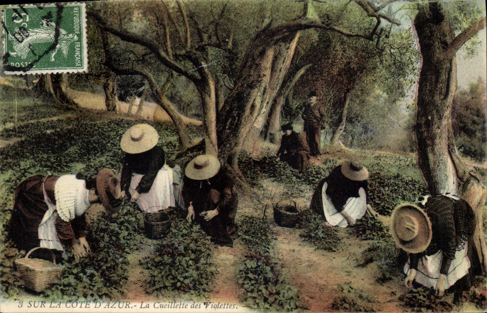 CPA Cote d'Azur Cueillette des violettes 