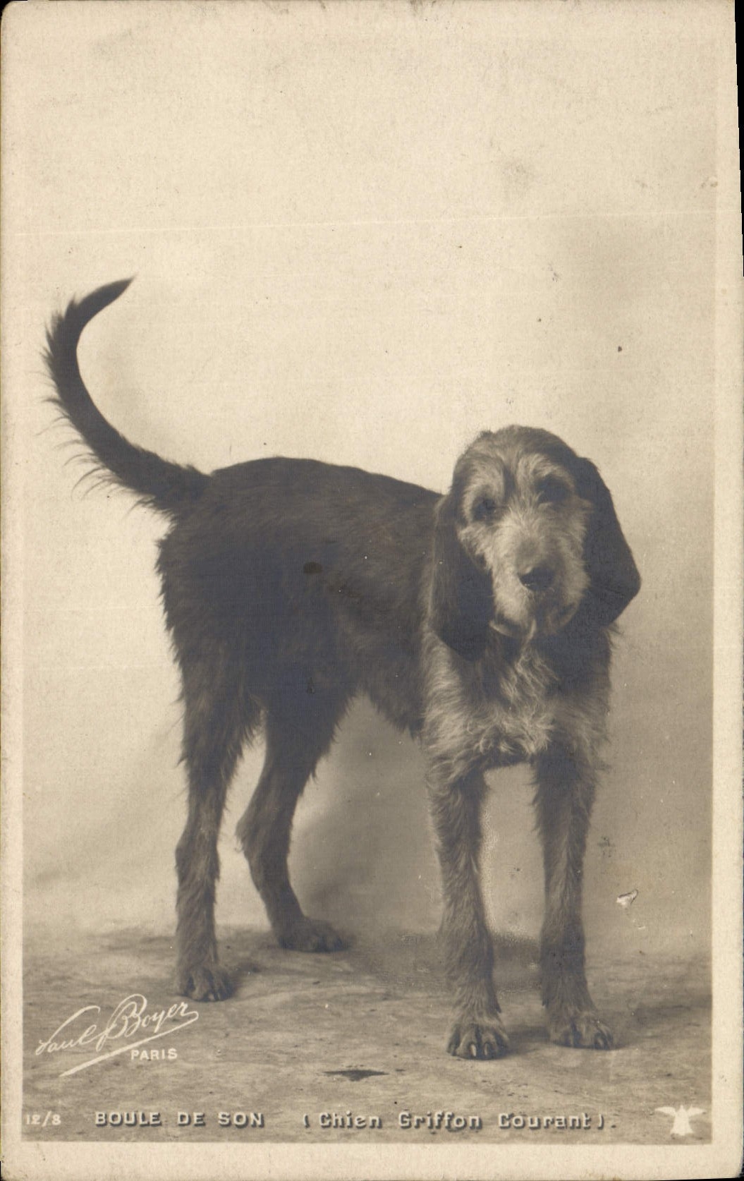 CPA Chien Chiens Boule de son Chien griffon courant