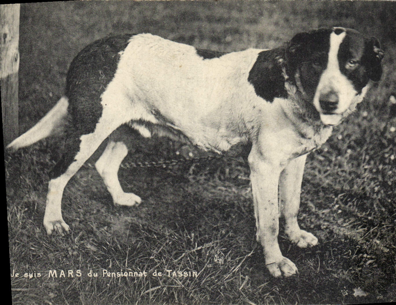 Vintage Postcard Chien Dogs I am Mars of the boarding school of Tassin