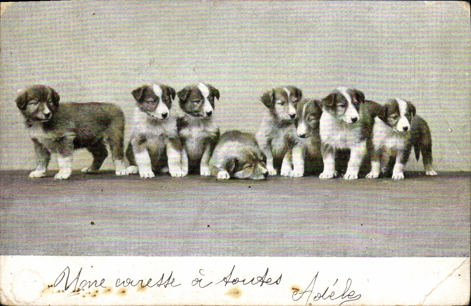 CPA Chien Chiens