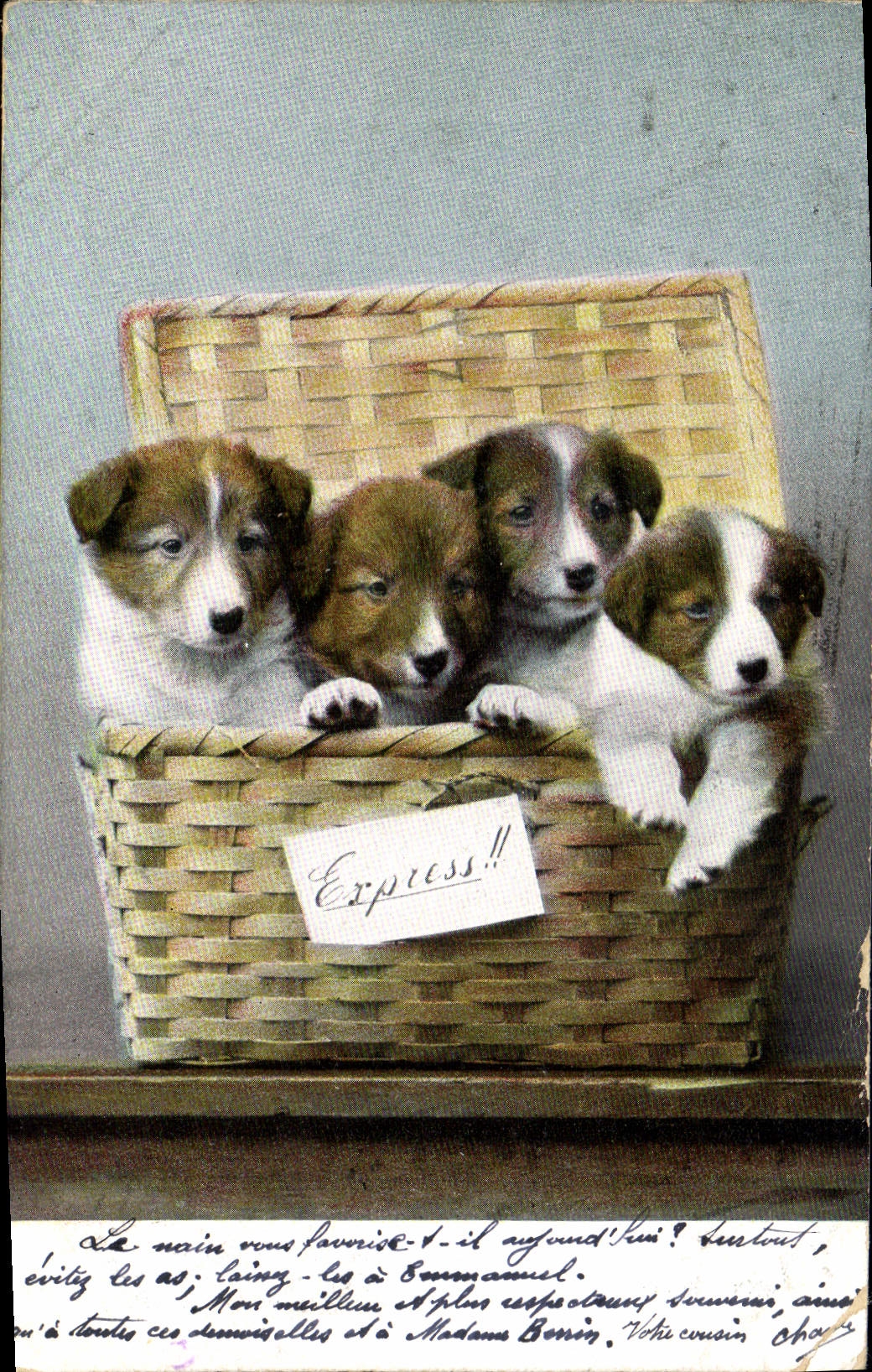 Vintage Postcard Dog Dogs Express train