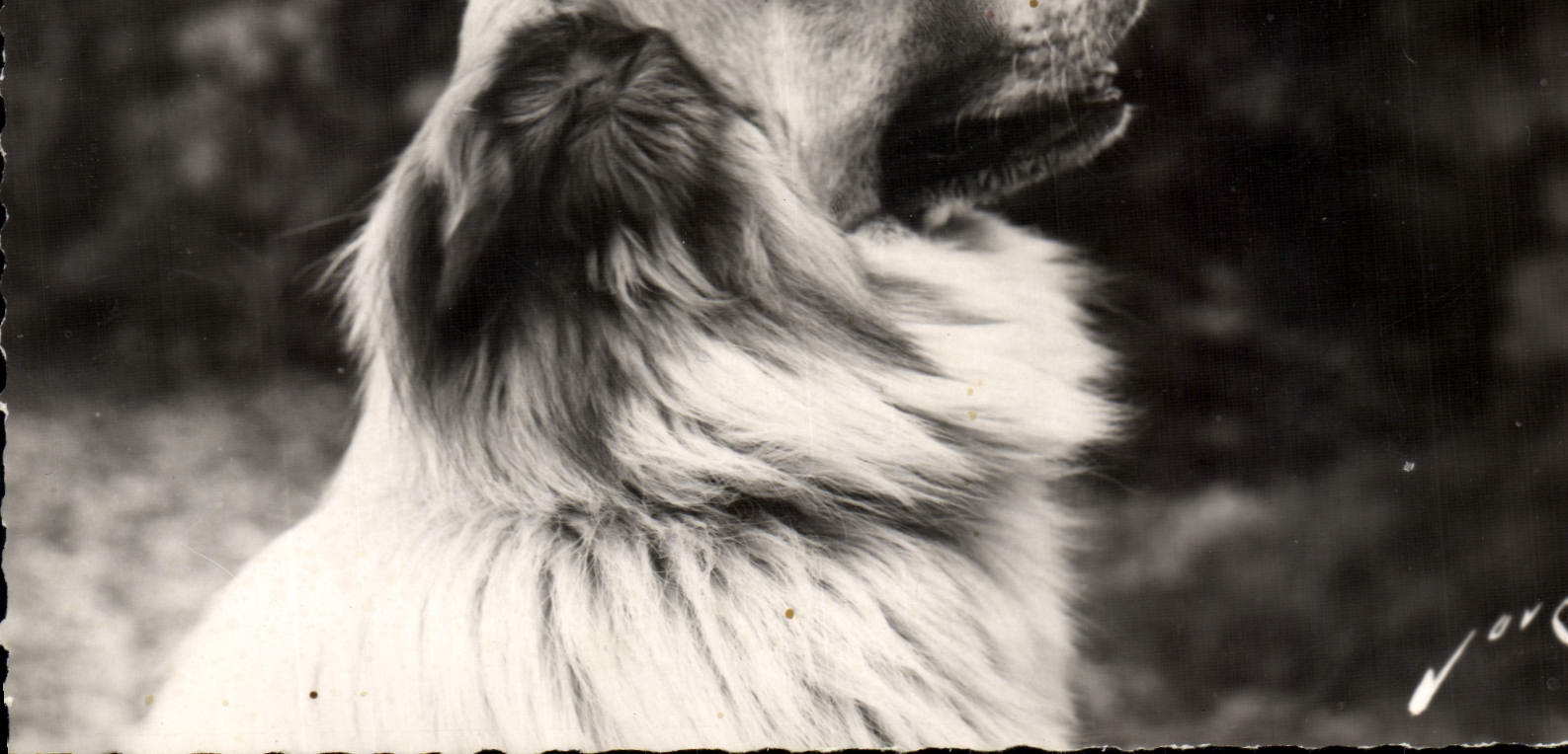 Modern Postcard Dog Dogs Pyrenean Soil Dog of the Pyrenees