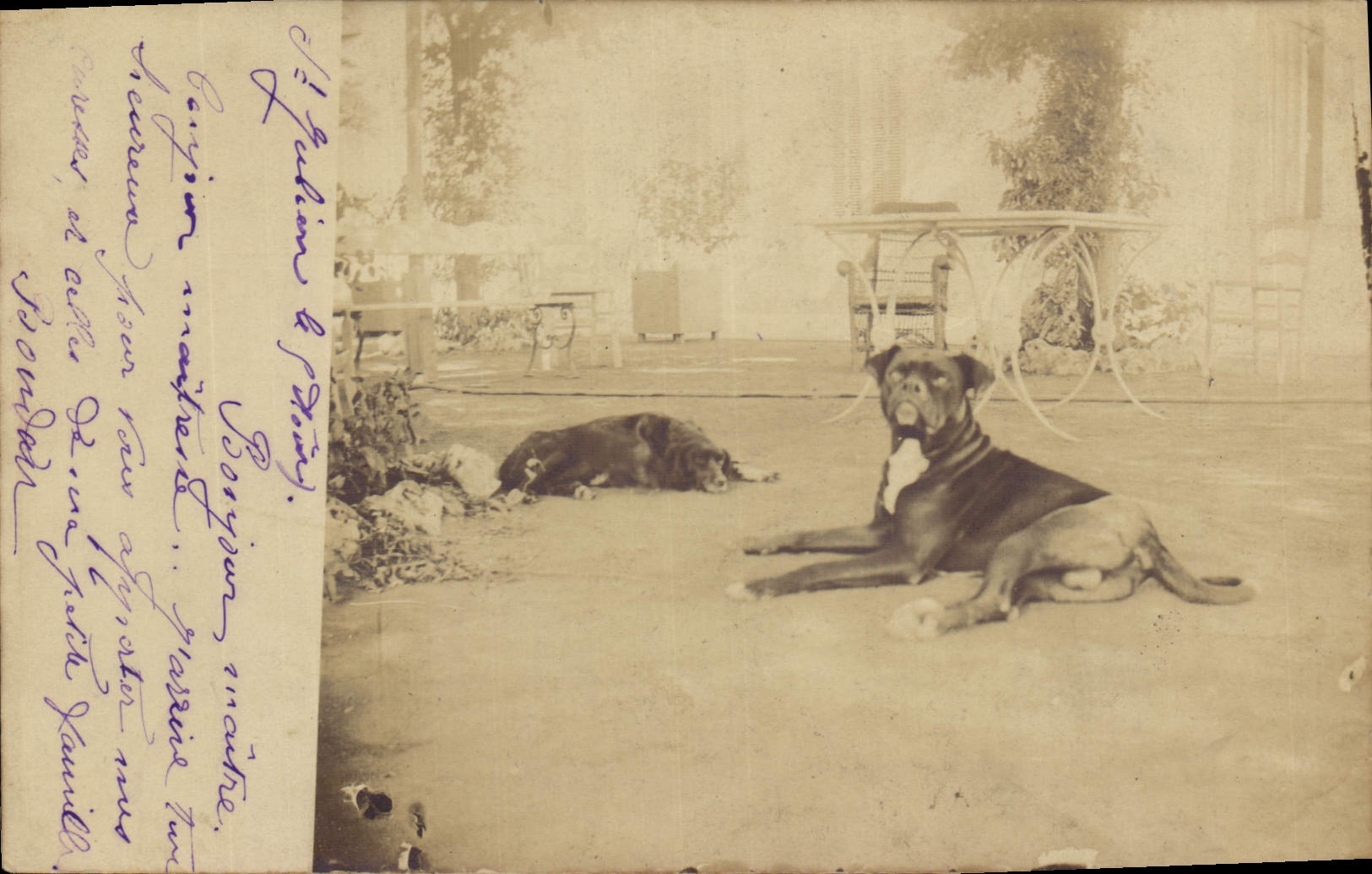 CARTE PHOTO Chien Chiens Saint Julien 