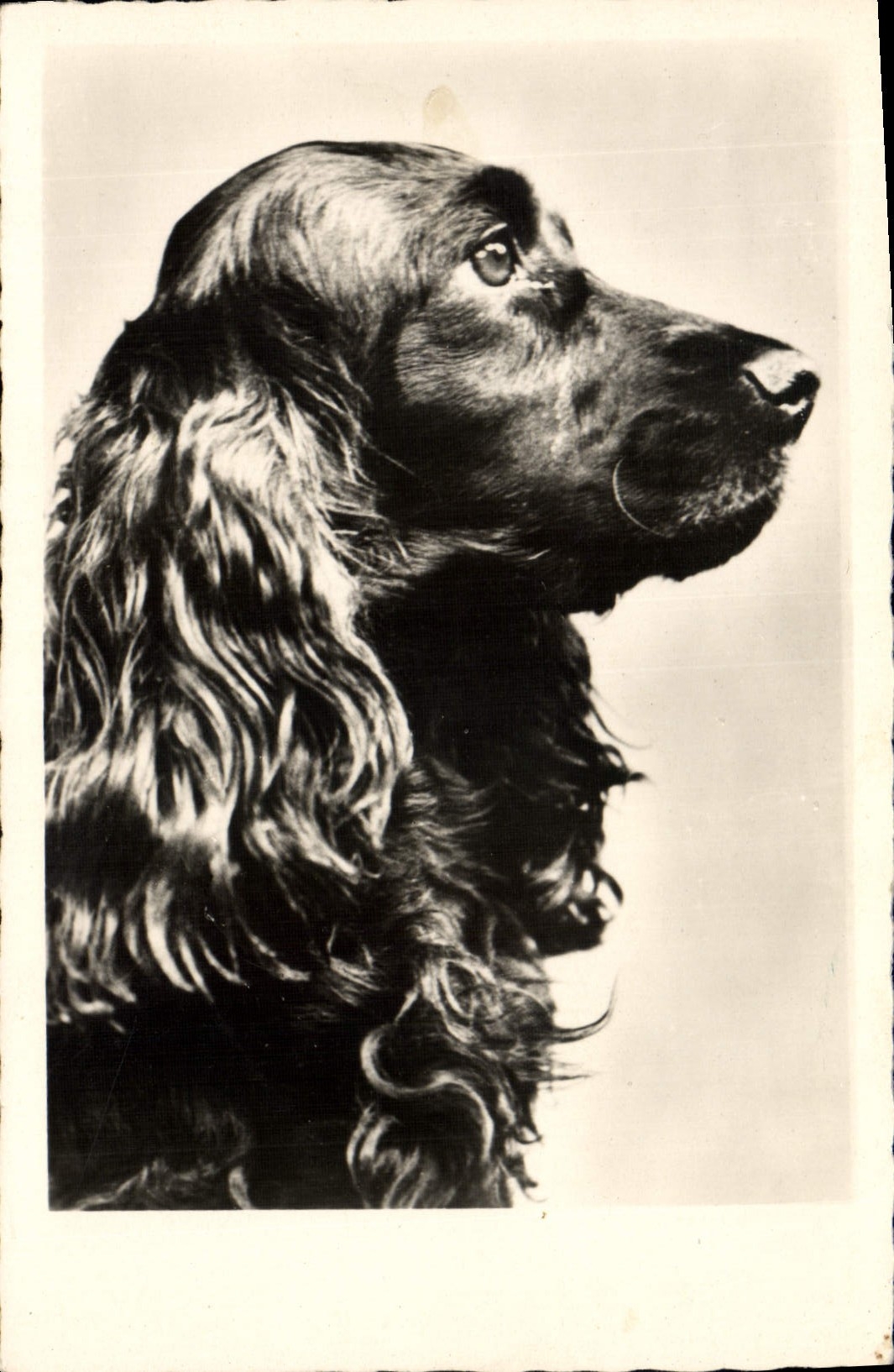 CPA Chien Chiens 