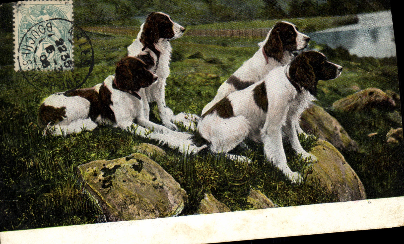 CPA Chien Chiens 