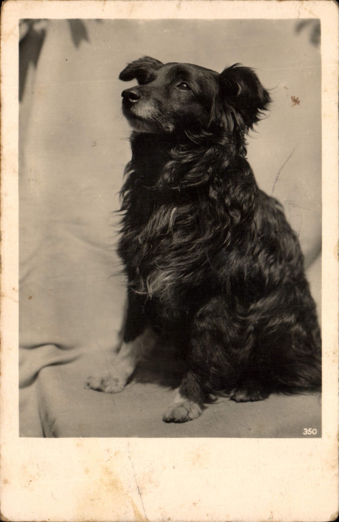 CPA Chien Chiens 