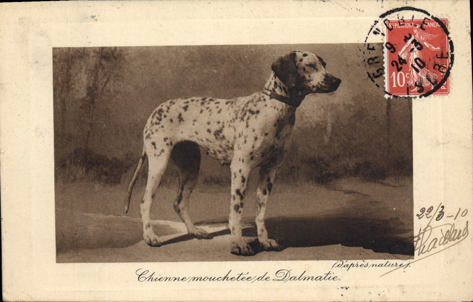 CPA Chien Chiens Chienne mouchetee de Dalmatie