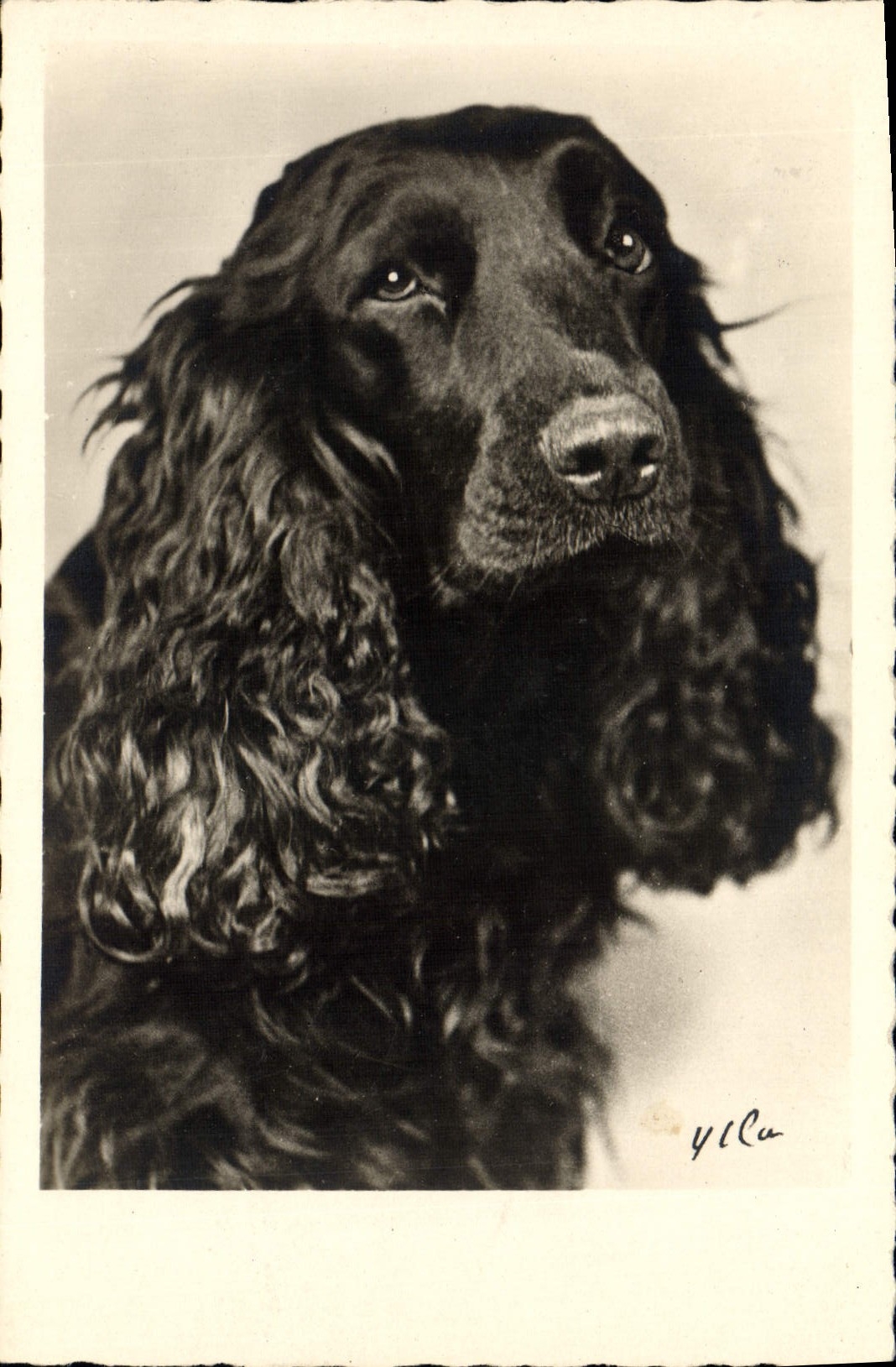 CPA Chien Chiens Epagneul 