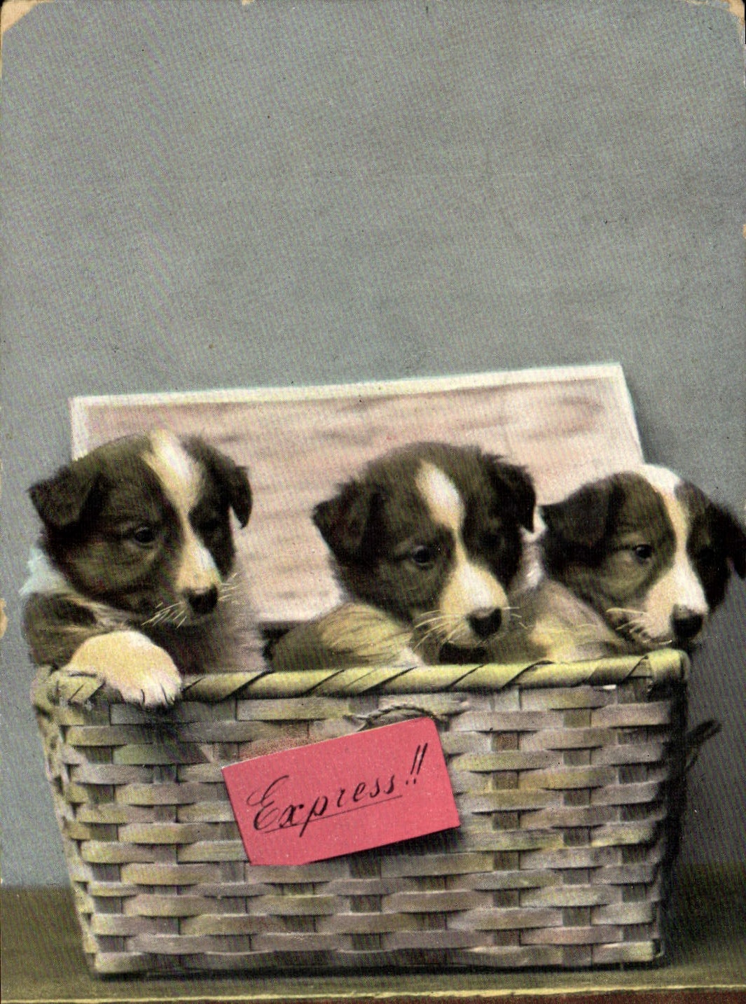 CPA Chien Chiens Express