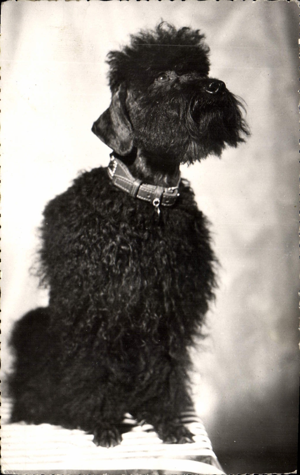 CPM Chien Chiens Caniche 