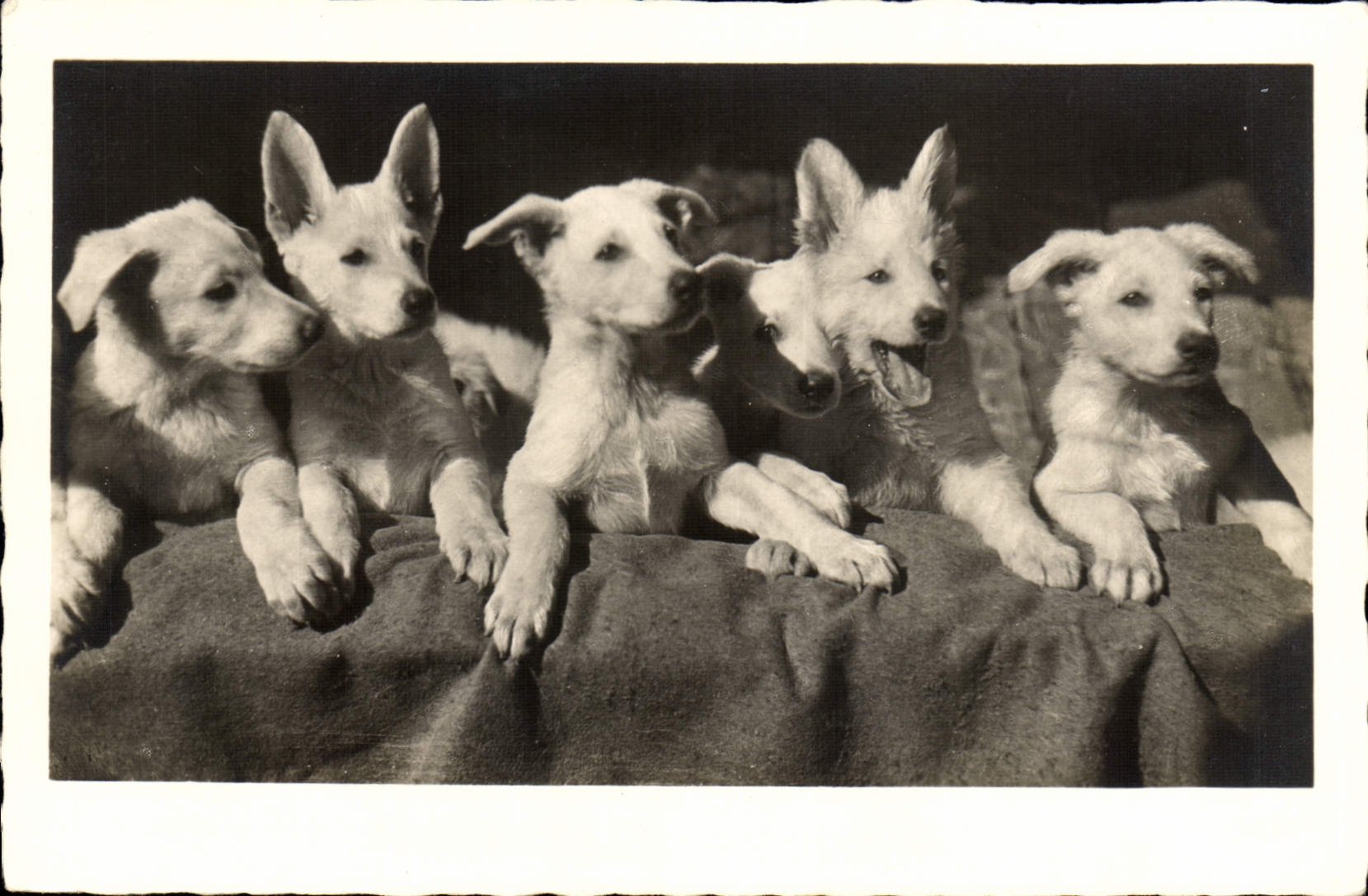 CPA Chien Chiens 