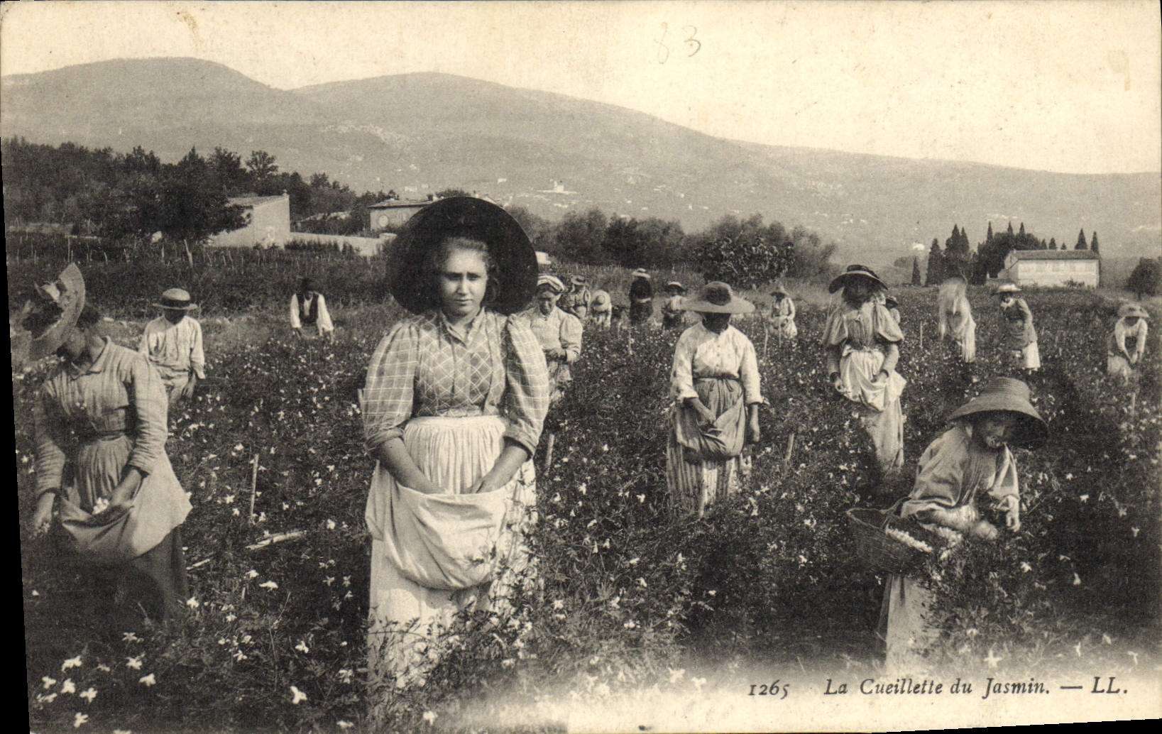 Vintage Postcard Gathering of the jasmine