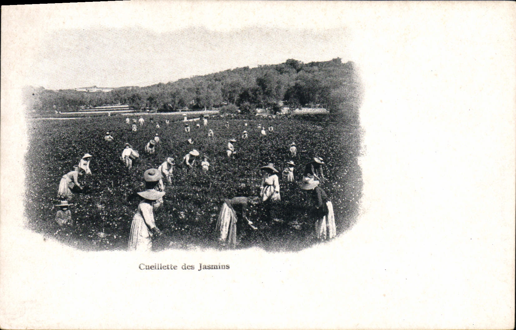 CPA Cueillette des jasmins 