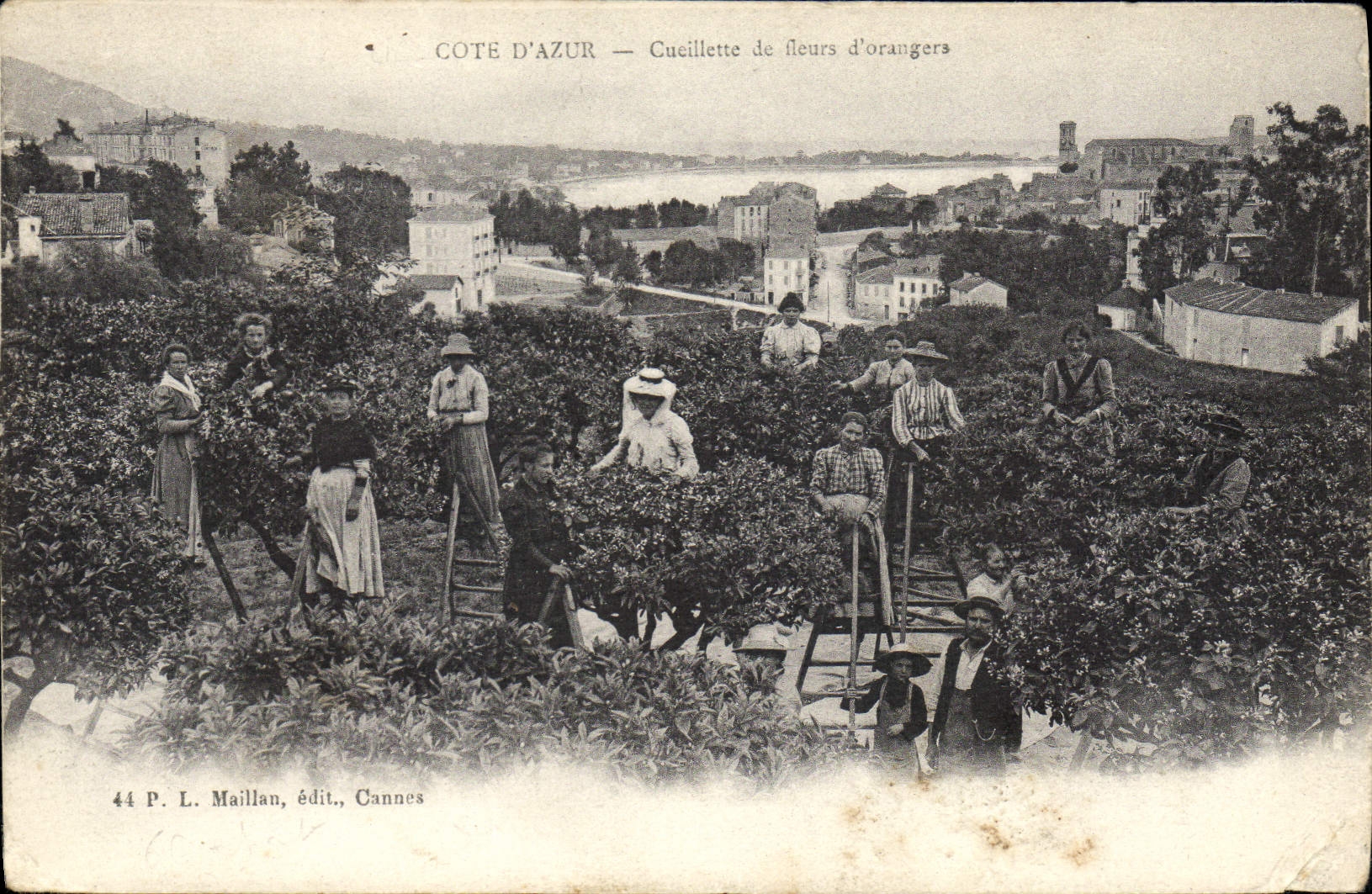 CPA Cueillette de fleurs d'orangers Cote d'Azur 