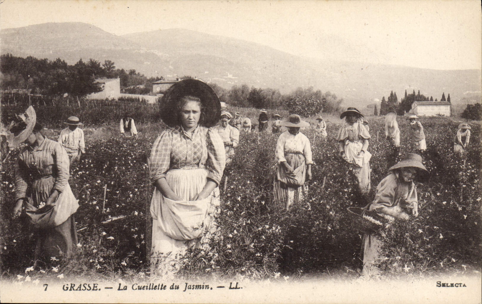 CPA Cueillette du jasmin Grasse 