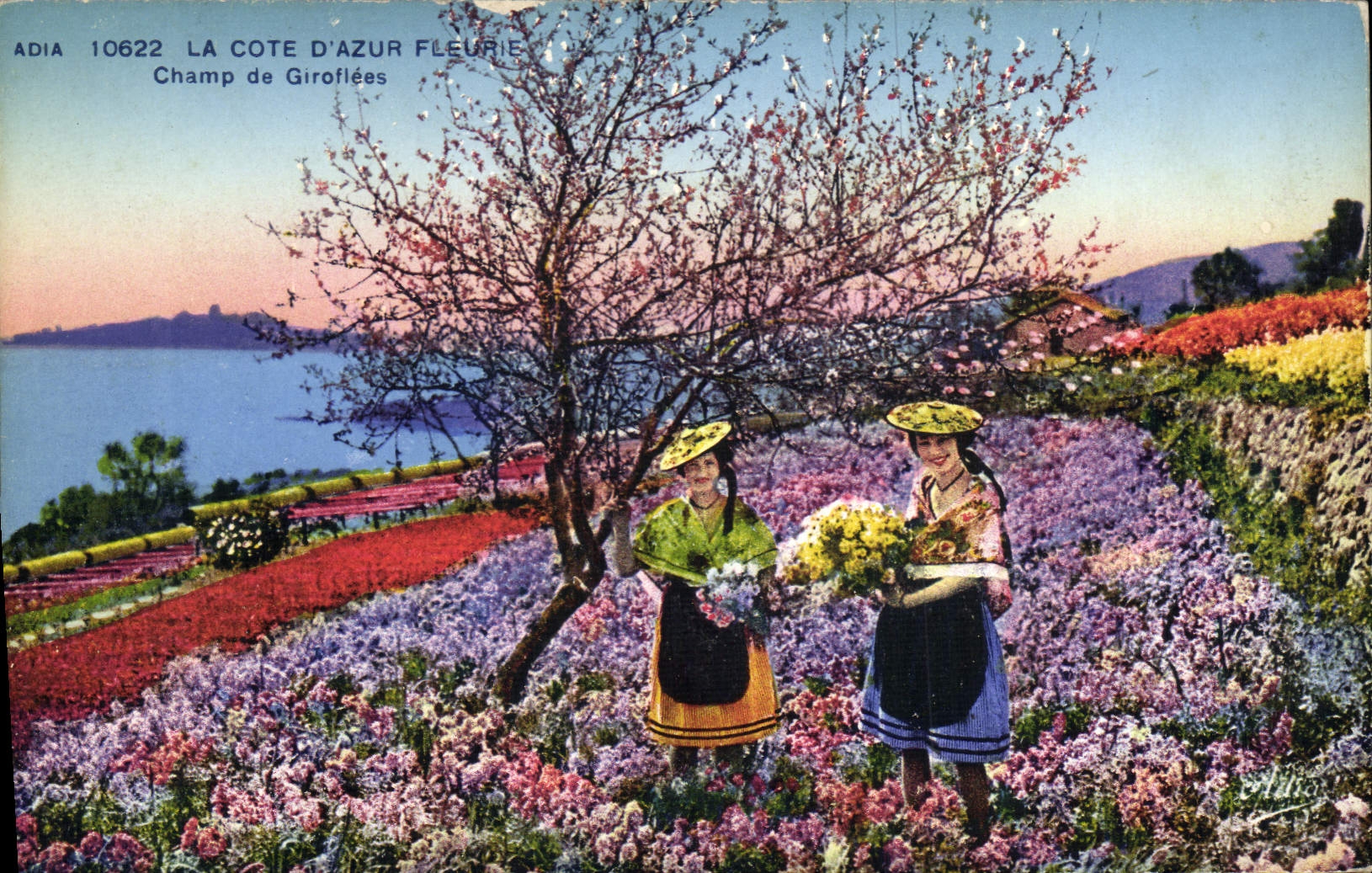 Vintage Postcard Cueillette Field of cloves Dimensions Azure