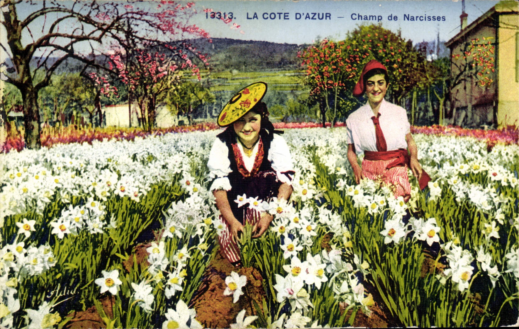 Vintage Postcard Cueillette Dimensions Azure Field of narcisses