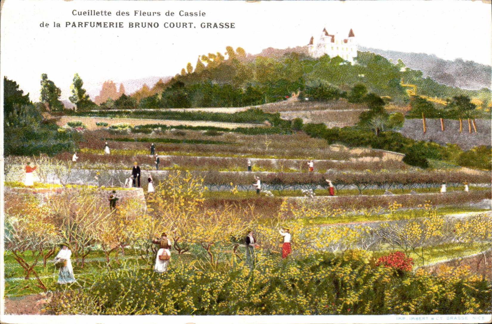 Vintage Postcard Gathering of the Blackcurrant flowers of Fatty Perfumery Bruno Court