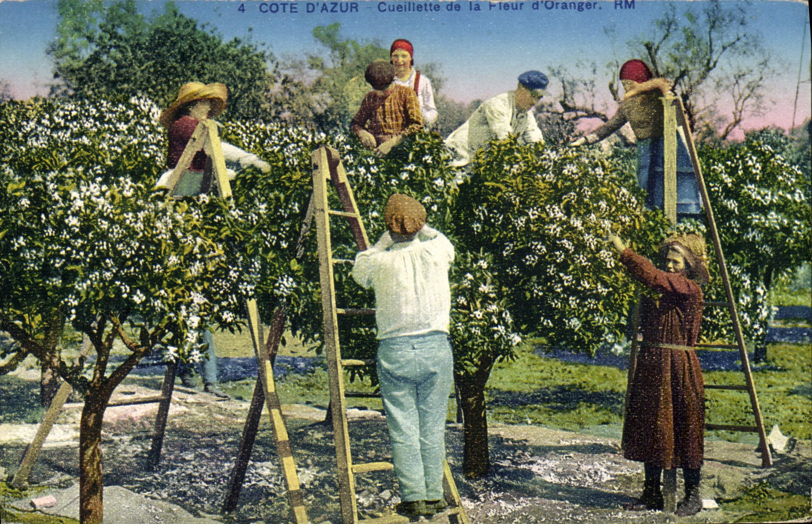 CPA Cueillette de la fleur d'oranger Cote d'Azur 