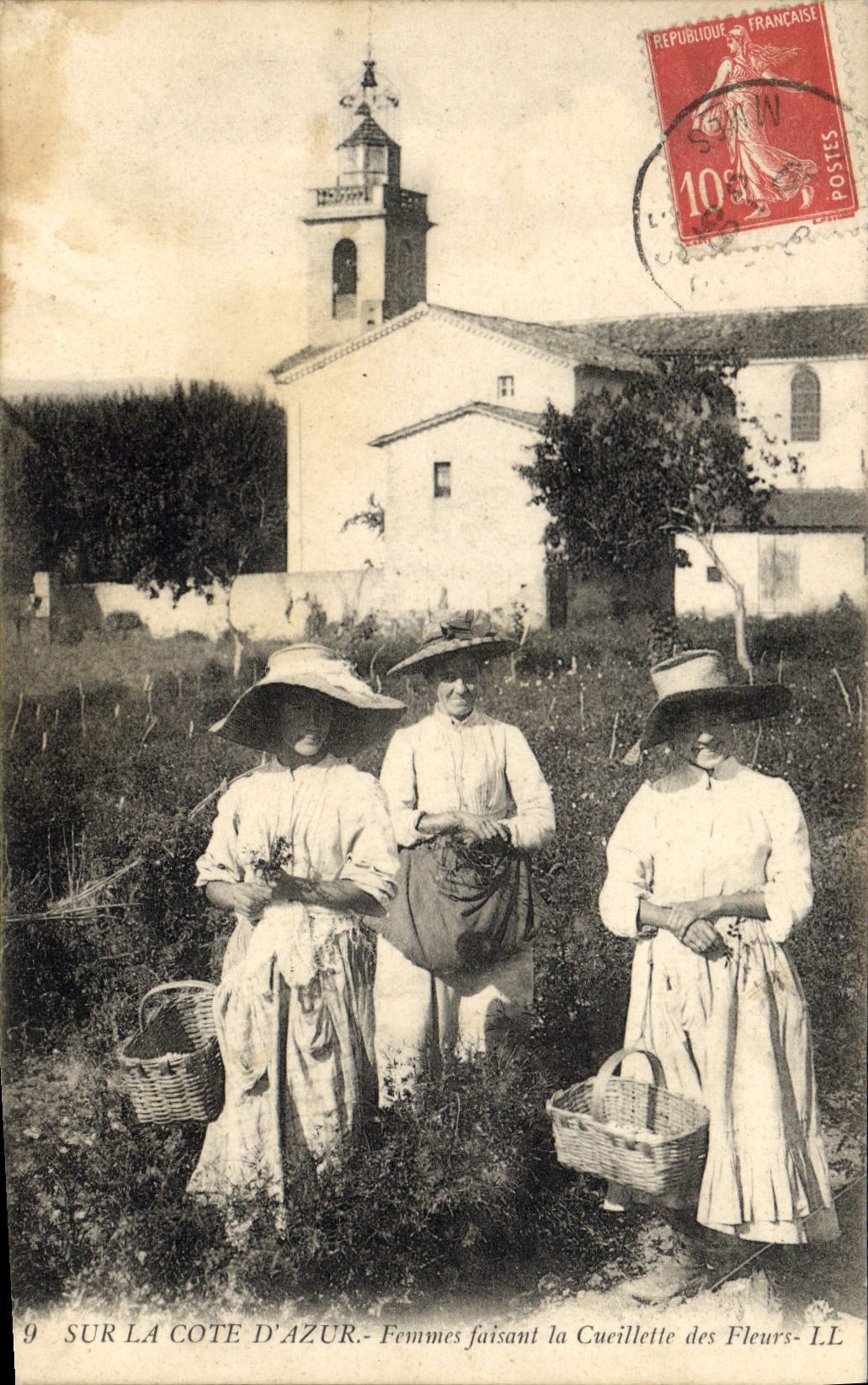 CPA Cueillette Cote d'Azur Femmes faisant la cueillette des fleurs 
