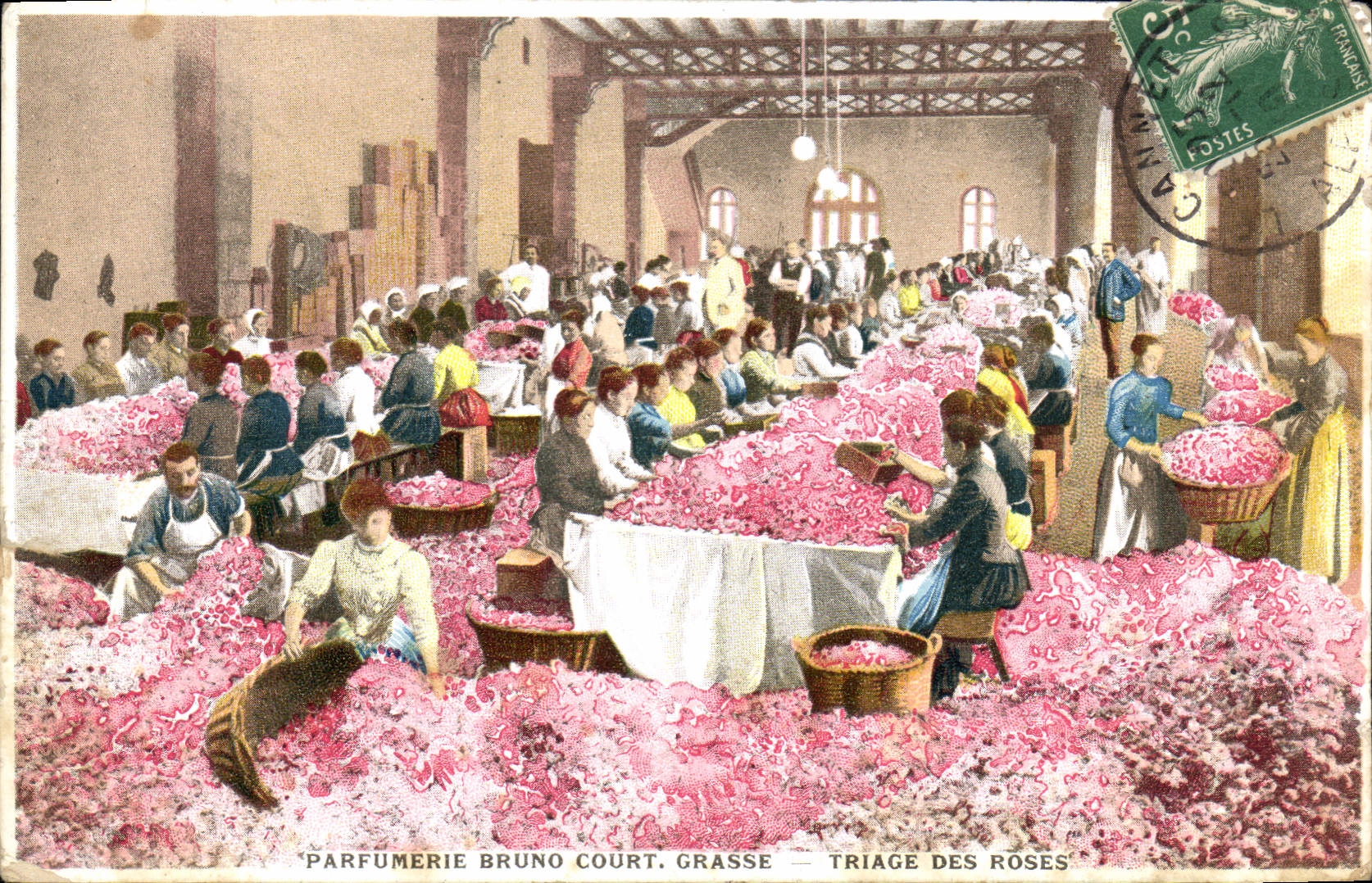 CPA Cueillette Parfumerie Bruno Court Grasse Triage des roses 