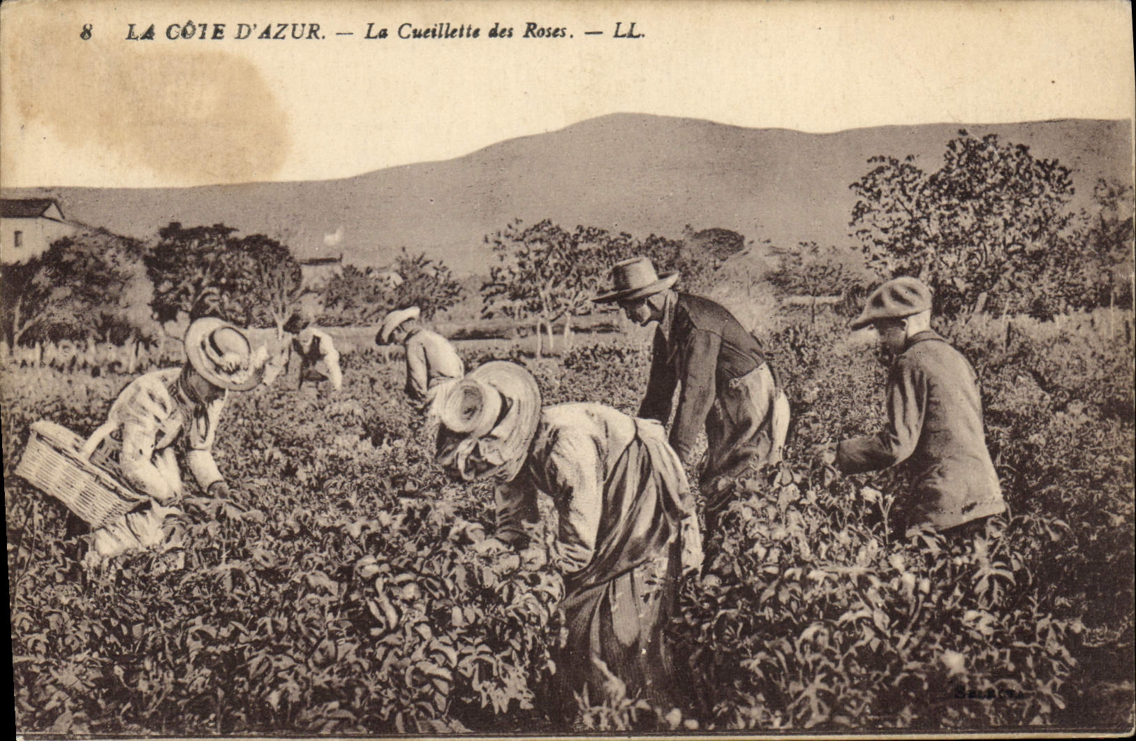 CPA Cueillette des roses Cote d'Azur 