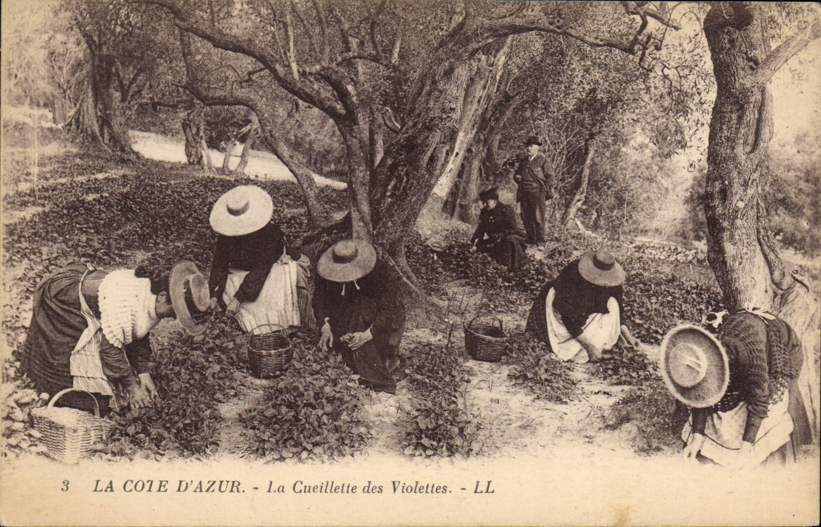 CPA Cueillette des violettes Cote d'Azur 