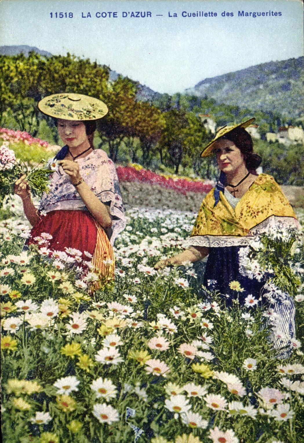 CPA Cueillette des marguerites Cote d'Azur 