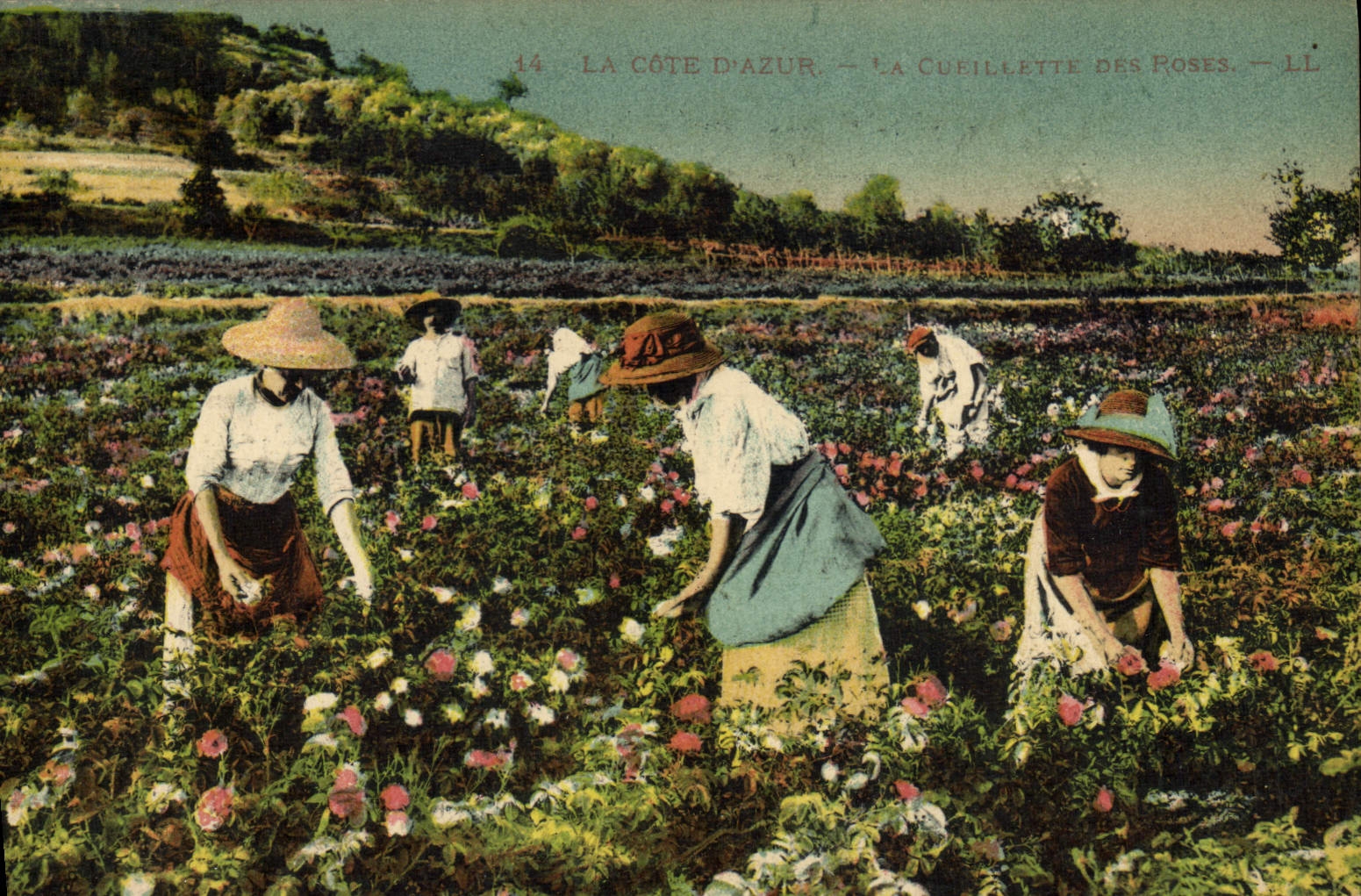 CPA Cueillette des roses Cote d'Azur 