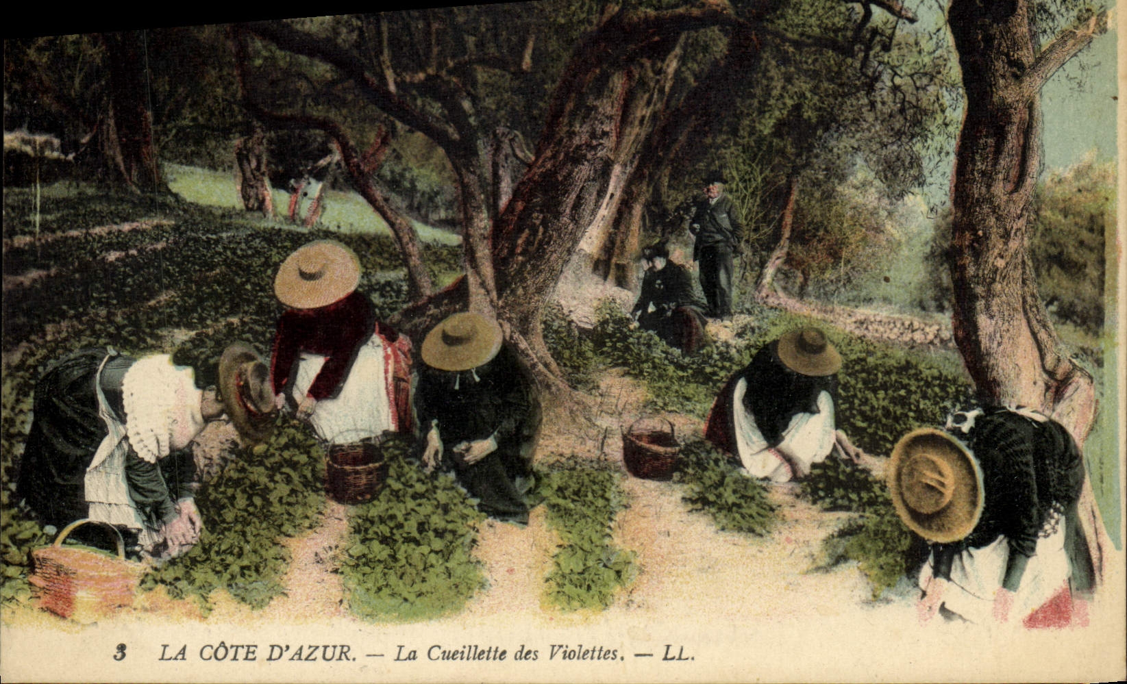 CPA Cueillette des violettes Cote d'Azur 