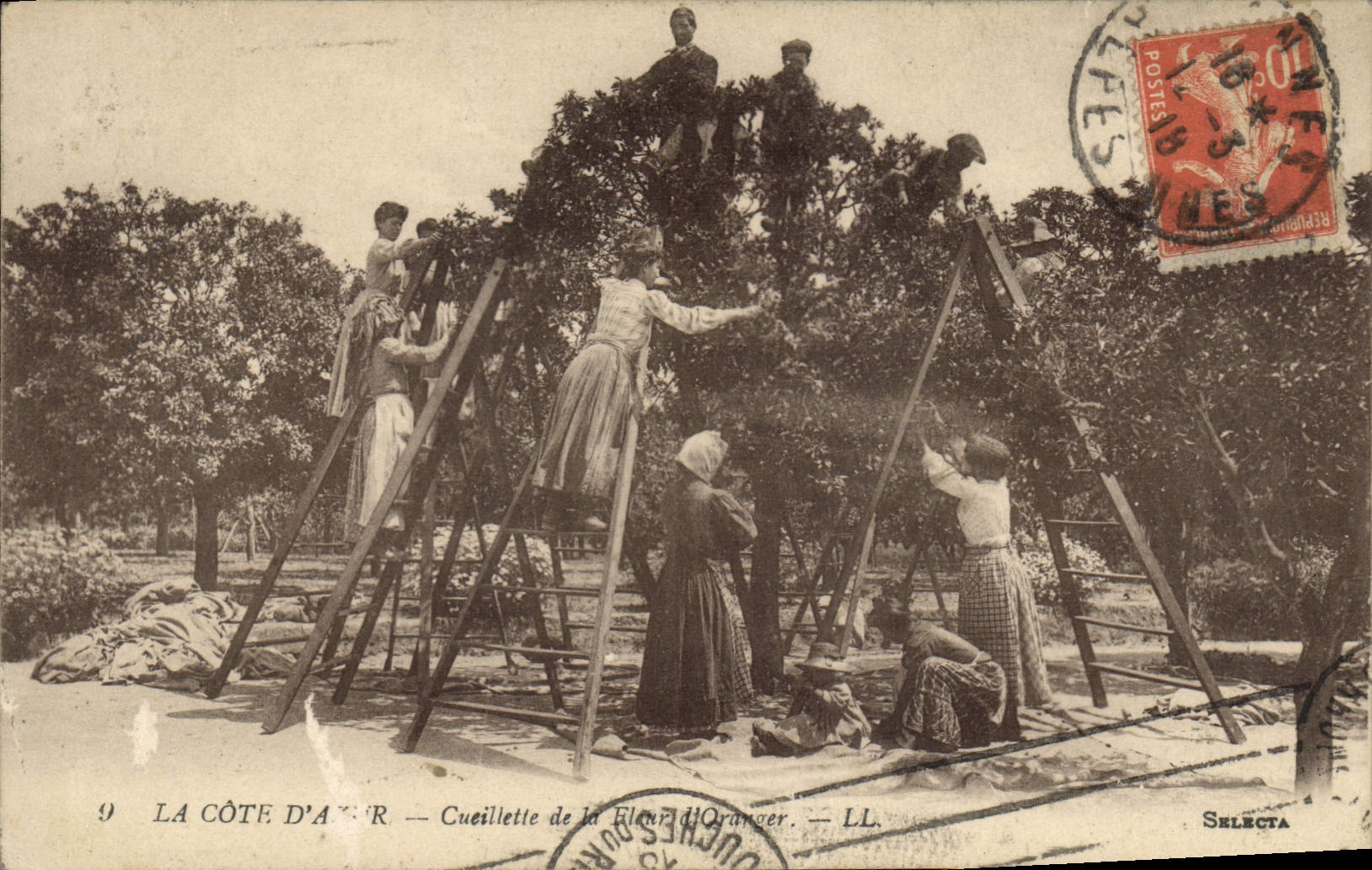 CPA Cueillette de la fleur d'oranger Cote d'Azur 