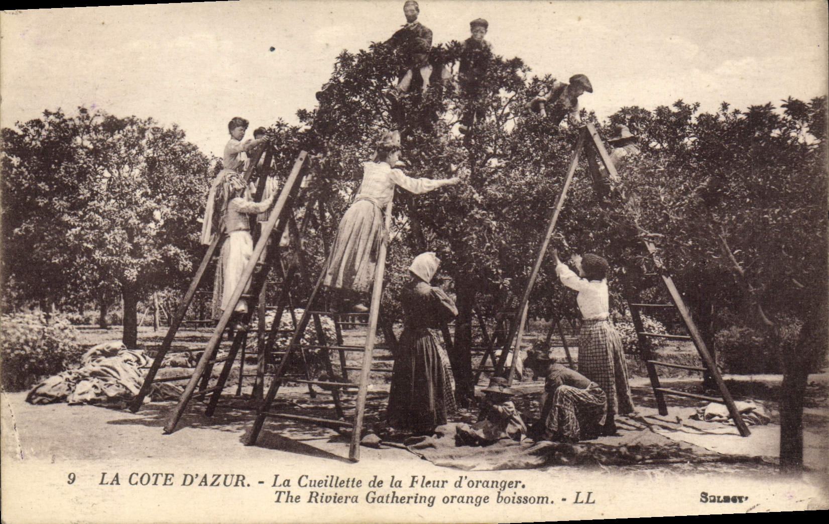 CPA Cueillette de la fleur d'oranger Cote d'Azur 