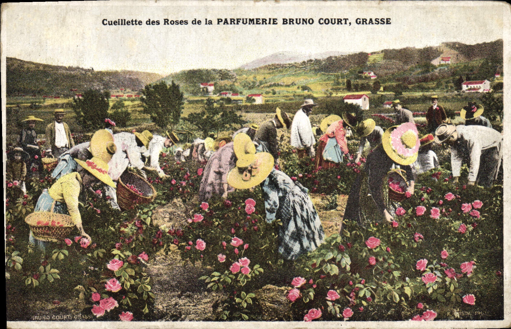 CPA Cueillette des roses de la Parfumerie Bruno Court Grasse 