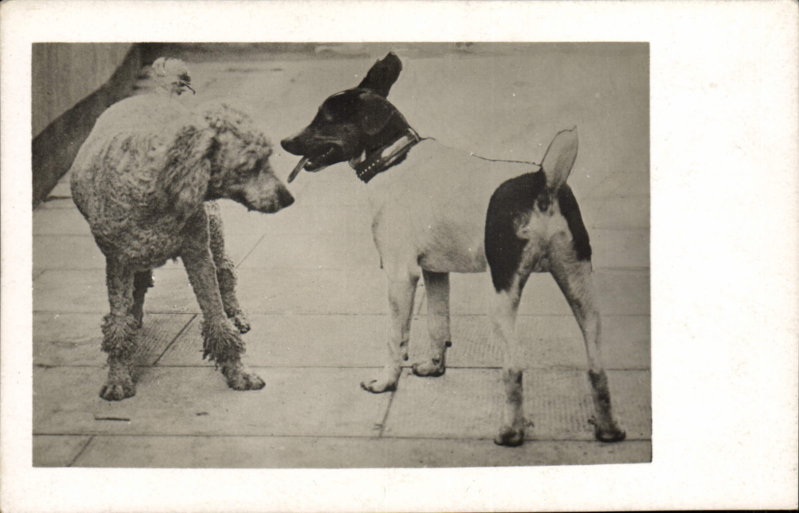 CARTE PHOTO Chiens Chien 
