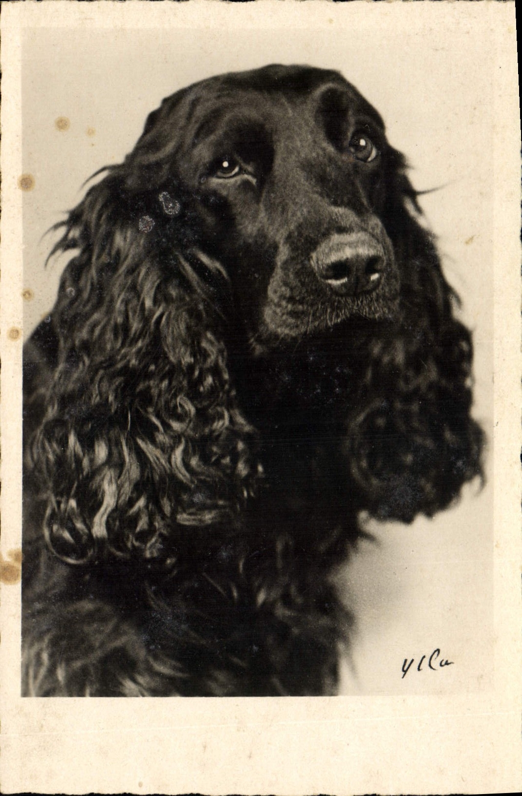 CPA Chiens Chien 