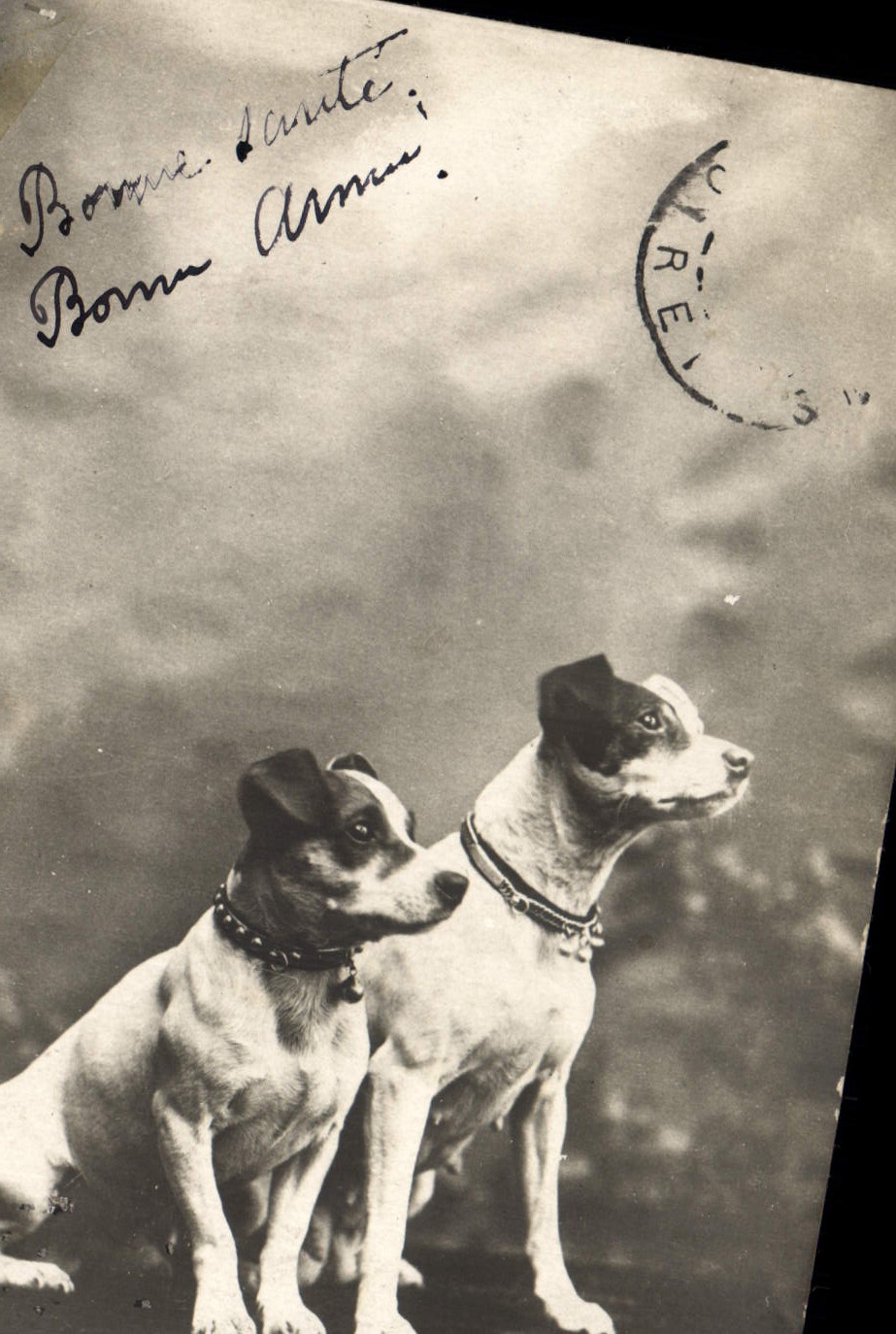 CPA Chiens Chien