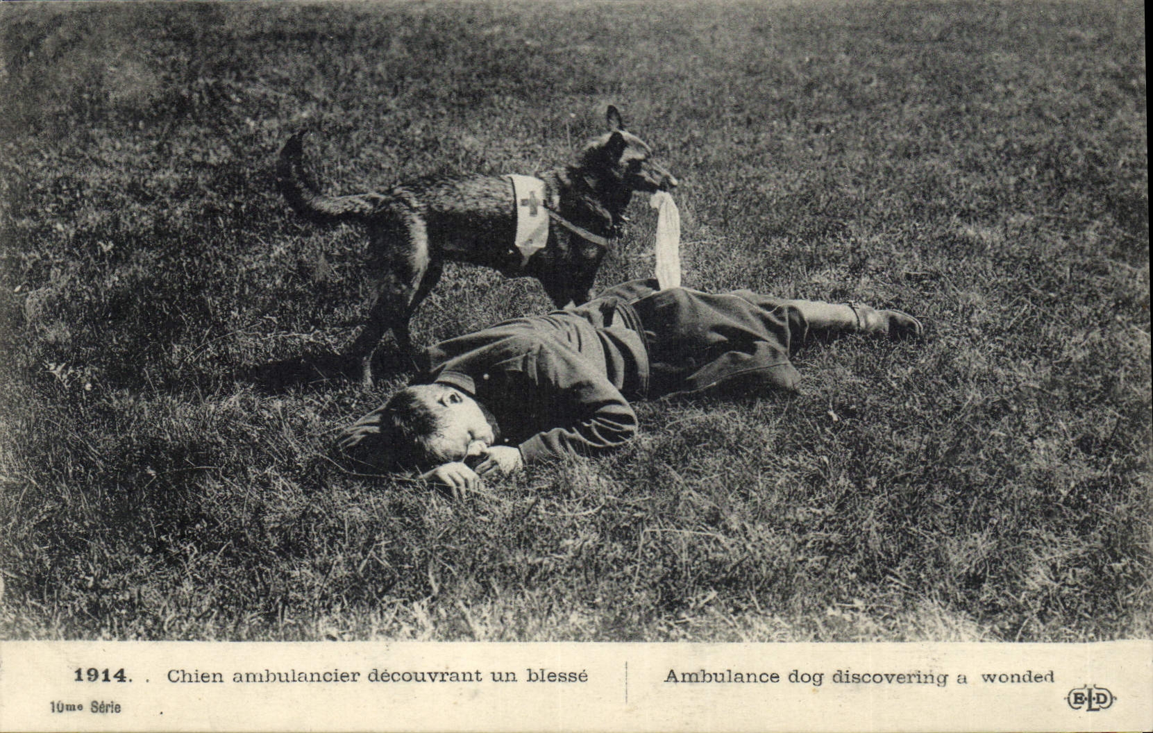 CPA Chiens Chien ambulancier decouvrant un blesse Croix Rouge Militaria